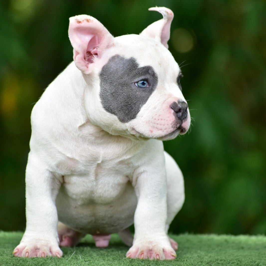 Cuidados que se debe tener con un American Bully en casa